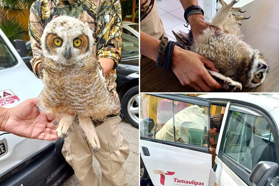 rescate de un búho en Ciudad Victoria