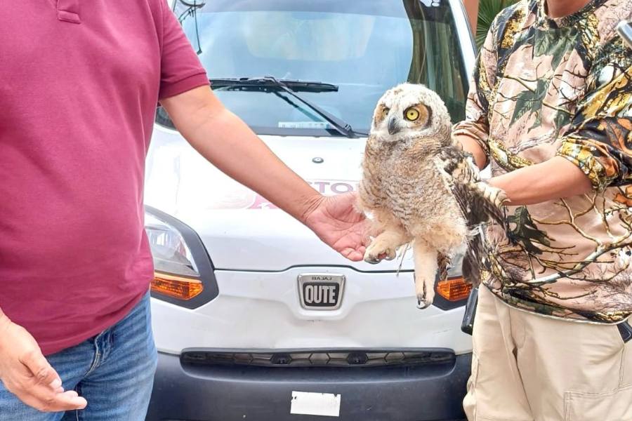 rescate de un búho en Ciudad Victoria