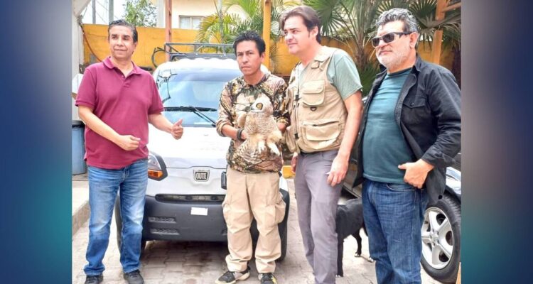 rescate de un búho en Ciudad Victoria