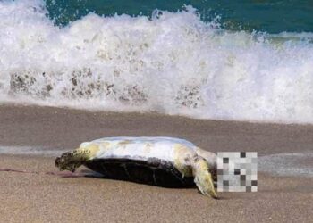tortuga muerta en Playa Miramar