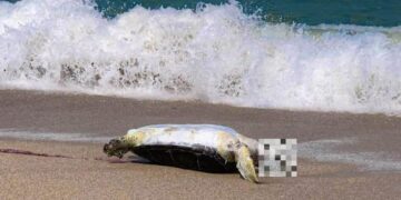tortuga muerta en Playa Miramar