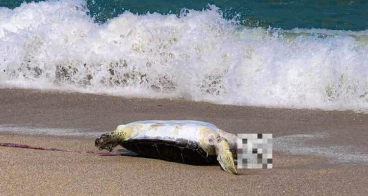 tortuga muerta en Playa Miramar