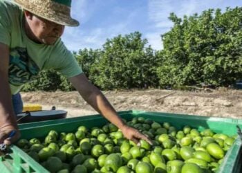Empacadoras de limón cerraron en Apatzingán ¿Por qué?