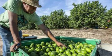Empacadoras de limón cerraron en Apatzingán ¿Por qué?