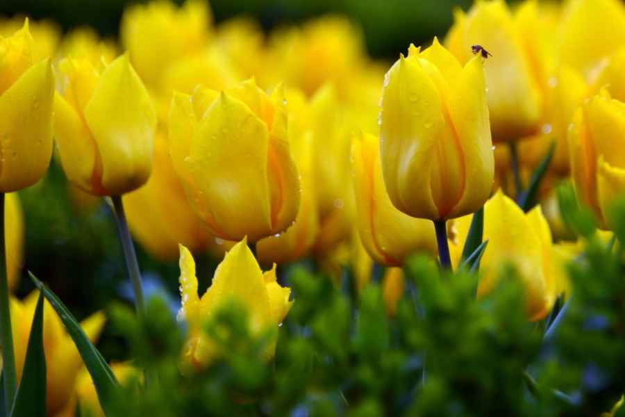 ¿Qué día de marzo se regalan Flores Amarillas y cuál es su significado?