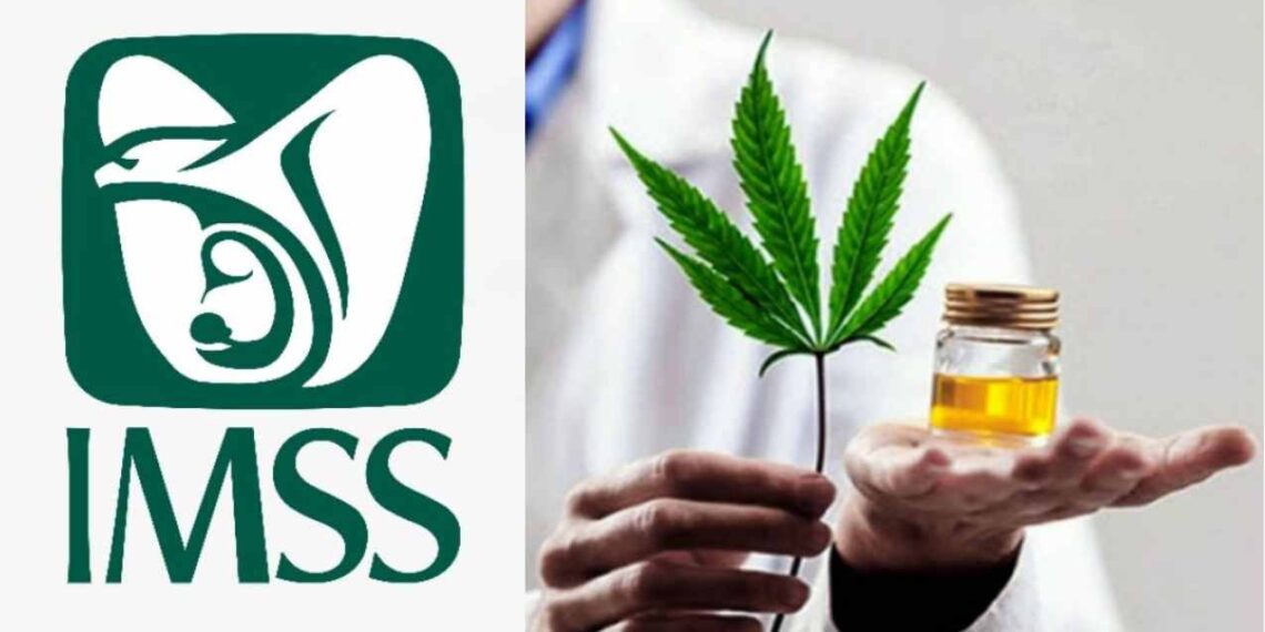 Este es el medicamento a base de cannabis que da el IMSS
