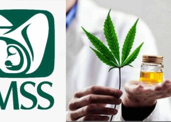 Este es el medicamento a base de cannabis que da el IMSS