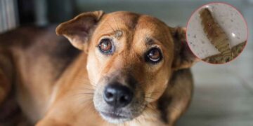 Alarma en Chiapas encuentran gusano barrenador en un perrito