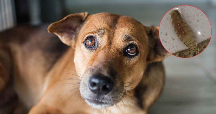 Alarma en Chiapas encuentran gusano barrenador en un perrito