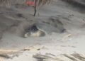 Autoridades de Ciudad Madero llaman a proteger a las tortugas Lora en playa Miramar