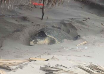 Autoridades de Ciudad Madero llaman a proteger a las tortugas Lora en playa Miramar