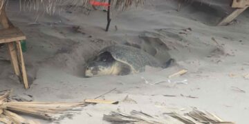 Autoridades de Ciudad Madero llaman a proteger a las tortugas Lora en playa Miramar