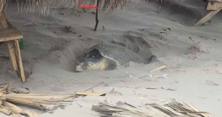 Autoridades de Ciudad Madero llaman a proteger a las tortugas Lora en playa Miramar
