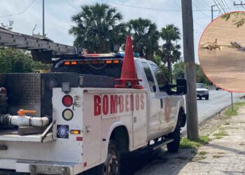Avistan al menos tres cocodrilos en el bordo del río Bravo de Matamoros; autoridades mantienen vigilancia