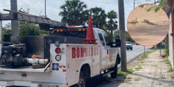 Avistan al menos tres cocodrilos en el bordo del río Bravo de Matamoros; autoridades mantienen vigilancia