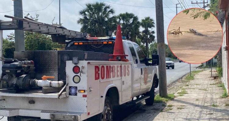 Avistan al menos tres cocodrilos en el bordo del río Bravo de Matamoros; autoridades mantienen vigilancia
