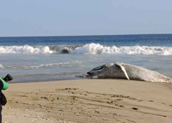 Ballena muere varada en playa de Guerrero; acusan pesca irresponsable