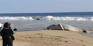 Ballena muere varada en playa de Guerrero; acusan pesca irresponsable