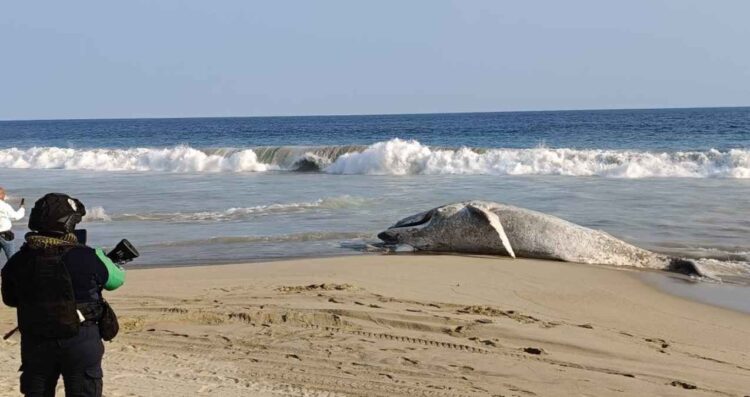 Ballena muere varada en playa de Guerrero; acusan pesca irresponsable