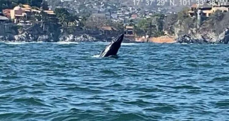 Ballena y cría son avistadas en Zihuatanejo