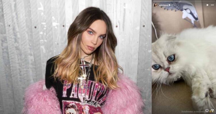 Belinda pide ayuda para encontrar a su gatito Glen
