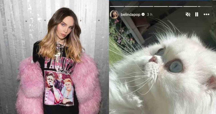 Belinda recupera a su gato Glen tras semanas desaparecido