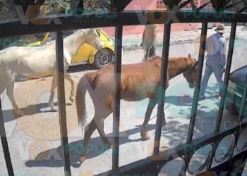 Captan a dos hombres robando caballos a plena luz del día en Ciudad Victoria
