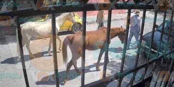 Captan a dos hombres robando caballos a plena luz del día en Ciudad Victoria