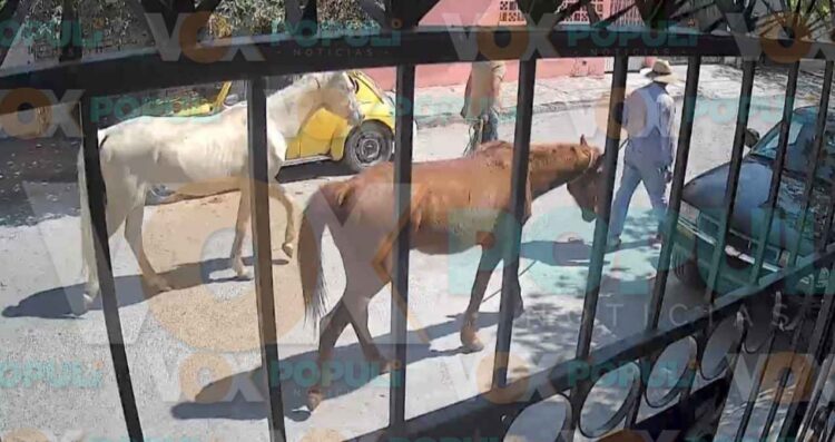 Captan a dos hombres robando caballos a plena luz del día en Ciudad Victoria