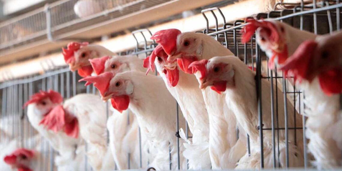 ¿Qué se sabe del brote de influenza aviar en Marín, Nuevo León?