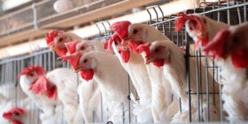 ¿Qué se sabe del brote de influenza aviar en Marín, Nuevo León?