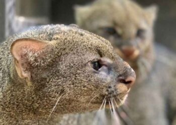 Confunden a jaguarundi con un nagual y lo asesinan en Chiapas