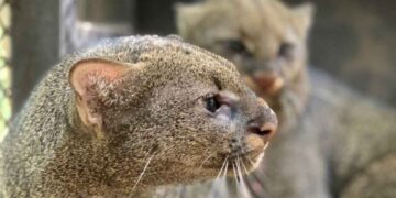 Confunden a jaguarundi con un nagual y lo asesinan en Chiapas