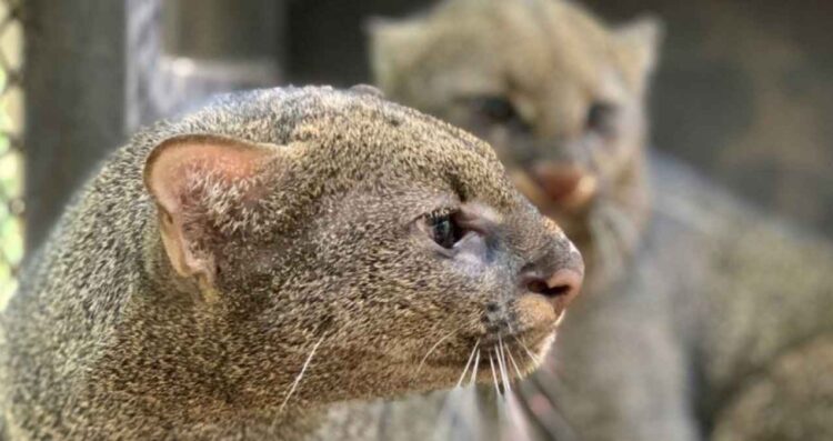Confunden a jaguarundi con un nagual y lo asesinan en Chiapas