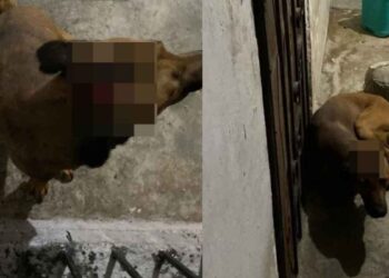 Denuncian a hombre por agredir con un machete a un perro en Matamoros, Tamaulipas