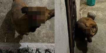 Denuncian a hombre por agredir con un machete a un perro en Matamoros, Tamaulipas