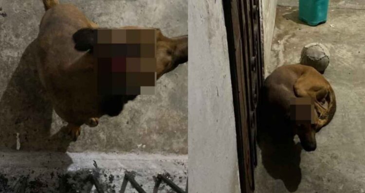 Denuncian a hombre por agredir con un machete a un perro en Matamoros, Tamaulipas