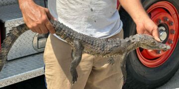 Encuentran cría de cocodrilo sin vida en el bulevar Fidel Velázquez de Tampico, Tamaulipas