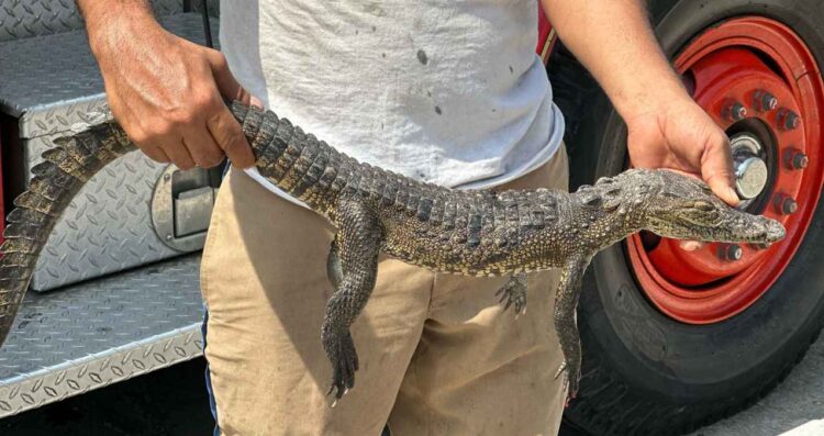 Encuentran cría de cocodrilo sin vida en el bulevar Fidel Velázquez de Tampico, Tamaulipas