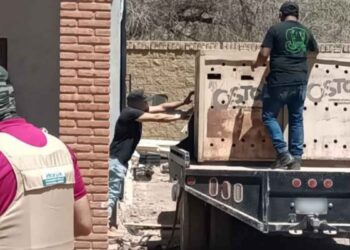 Encuentran dos tigres de bengala en cateo en la sierra de Sinaloa