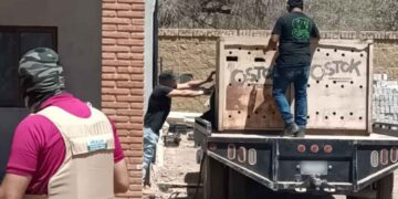 Encuentran dos tigres de bengala en cateo en la sierra de Sinaloa