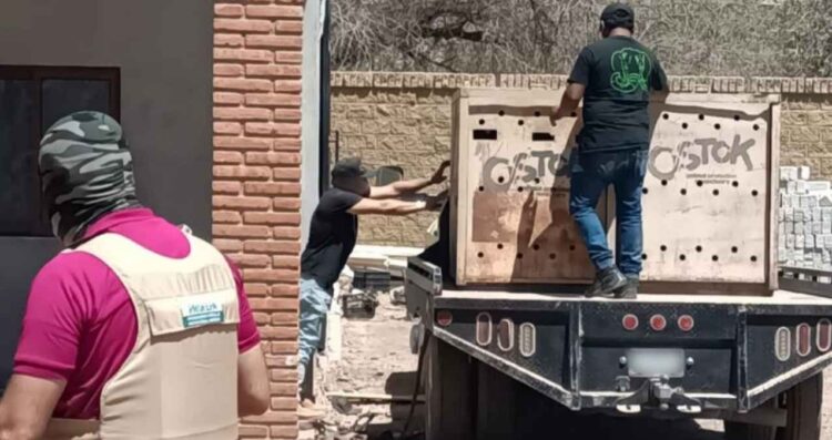 Encuentran dos tigres de bengala en cateo en la sierra de Sinaloa