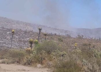 Incendio de pastizales en Tula, Tamaulipas fue provocado PAUT