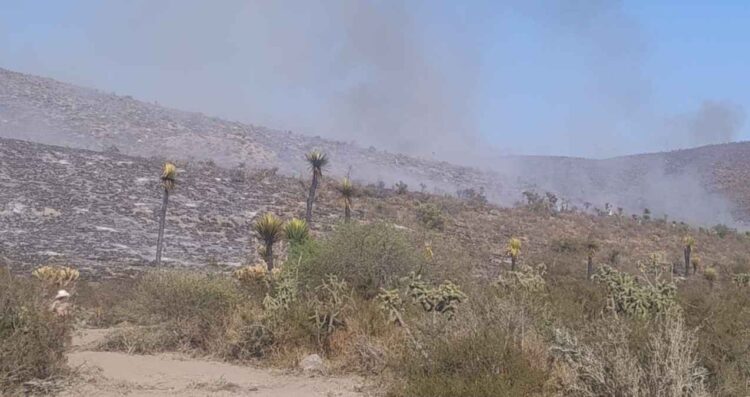 Incendio de pastizales en Tula, Tamaulipas fue provocado PAUT
