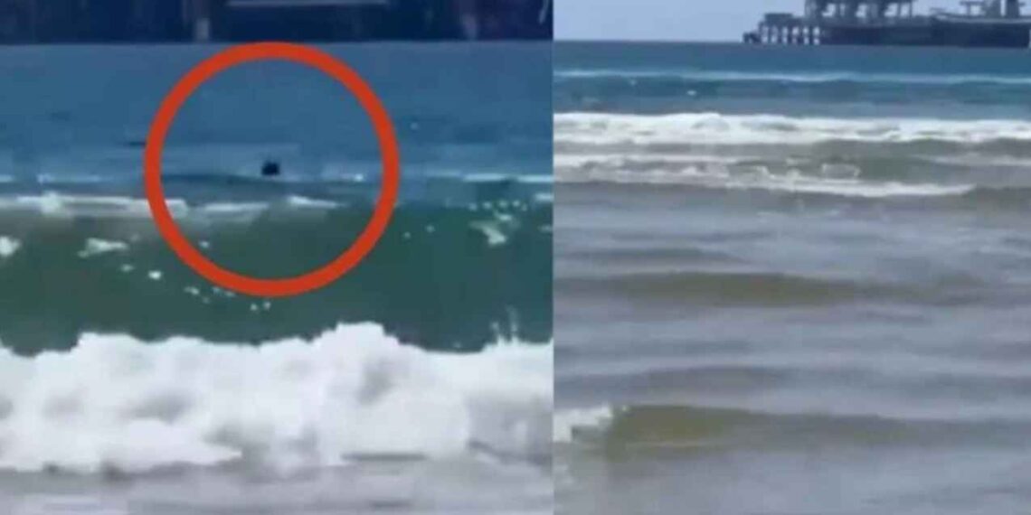 Joven muere tras ataque de tiburón en playa de Israel