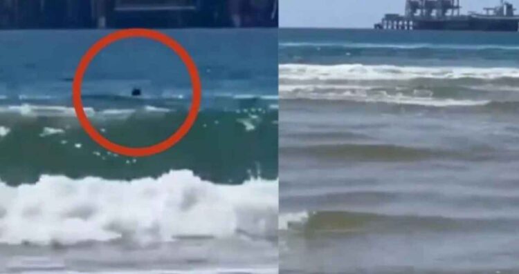 Joven muere tras ataque de tiburón en playa de Israel