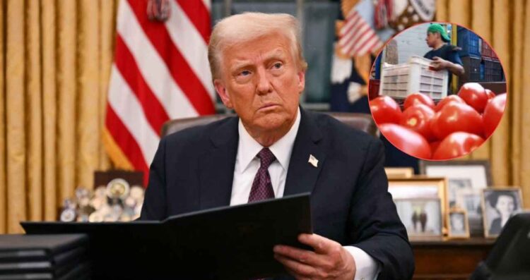 tomate México Trump Arancel
