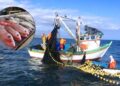 Oceana pesca México ilegal