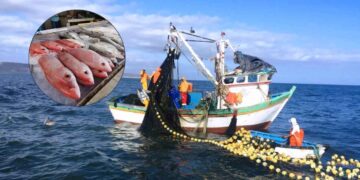 Oceana pesca México ilegal