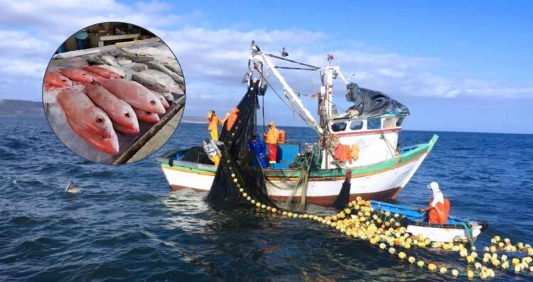 Oceana pesca México ilegal